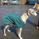 The Quickie Dog Coat - Whippet Style