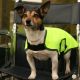 Hi Vis Tabard - Waterproof Dog Coat