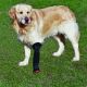 Leather-soled Vet Boot for dog paw and leg injuries