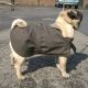 The Challenger Fleece Lined - Pugs Dog Coat